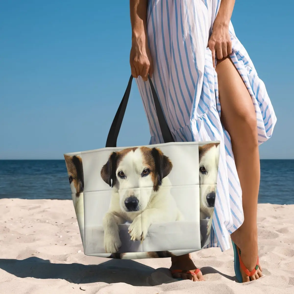 Dog Jack Russell Terrier Photo – обзор и цена Yoga Fitness Gym Photos